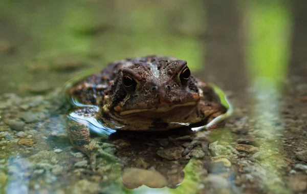 Zavřít Pohled Žábu Vodě — Stock fotografie
