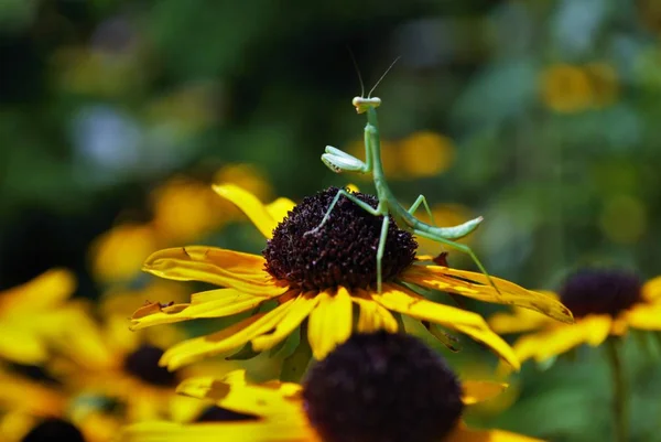 Mantis Religiosa Colgando Una Brillante Flor Susan Ojos Negros —  Fotos de Stock