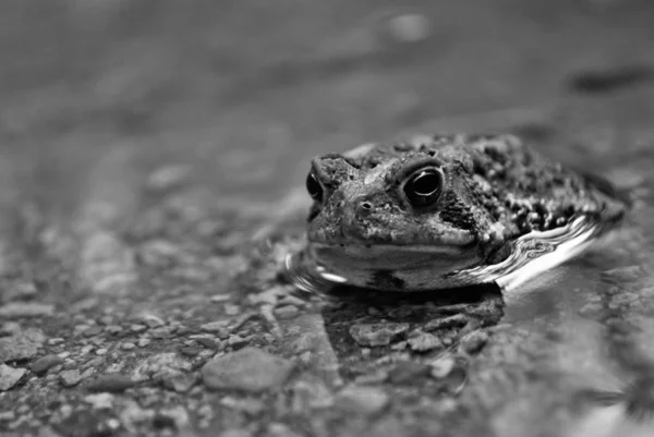 개구리를 가까이 — 스톡 사진