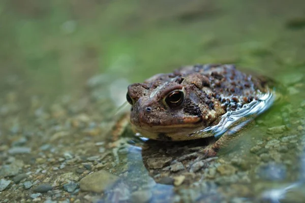 Vista Cerca Una Rana Agua —  Fotos de Stock