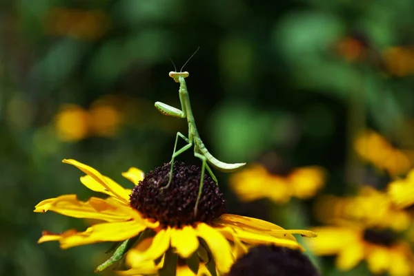 Mantis Religiosa Colgando Una Brillante Flor Susan Ojos Negros —  Fotos de Stock