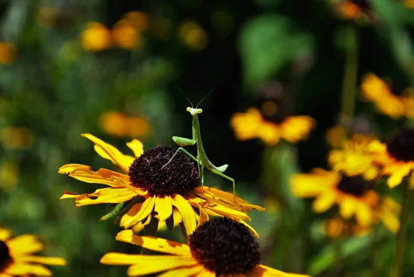 Mantis Religiosa Colgando Una Brillante Flor Susan Ojos Negros —  Fotos de Stock