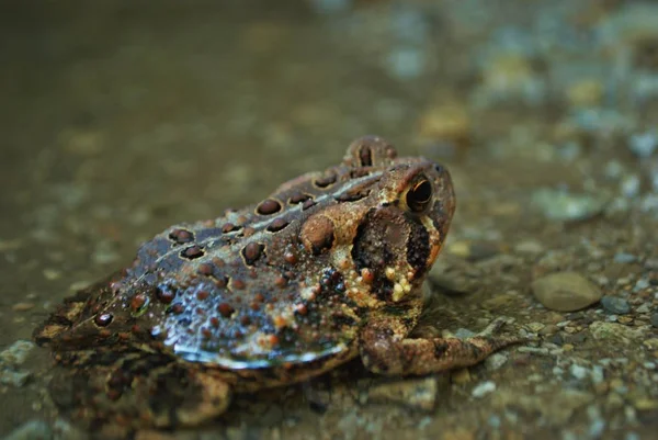 Zavřít Pohled Žábu Vodě — Stock fotografie