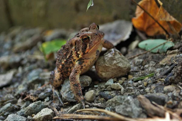 Zavřít Pohled Žábu Vodě — Stock fotografie