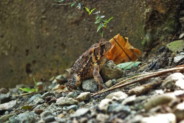 Close View Frog Water — ストック写真