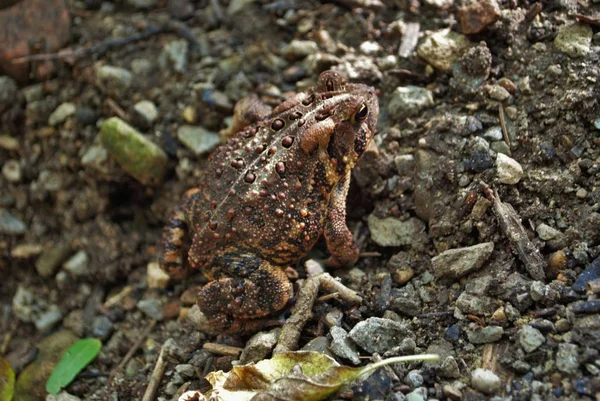 Zavřít Pohled Žábu Vodě — Stock fotografie