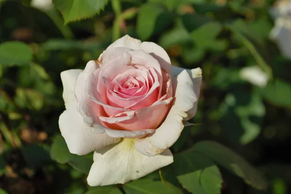 Primer Plano Una Rosa Jardín —  Fotos de Stock