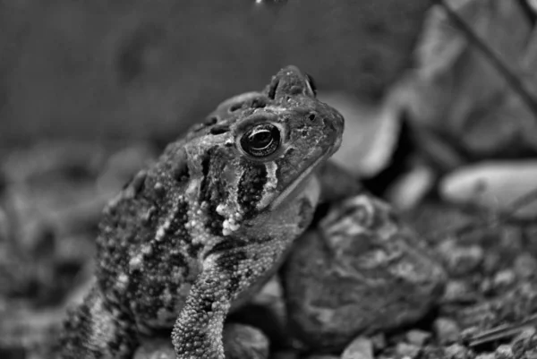 Vue Rapprochée Une Grenouille Dans Eau — Photo