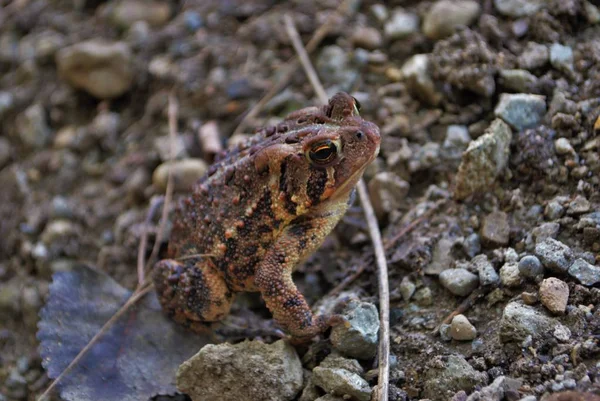 Zavřít Pohled Žábu Vodě — Stock fotografie