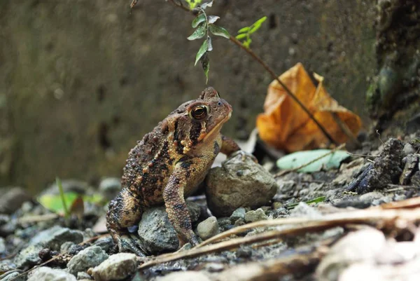 Zavřít Pohled Žábu Vodě — Stock fotografie