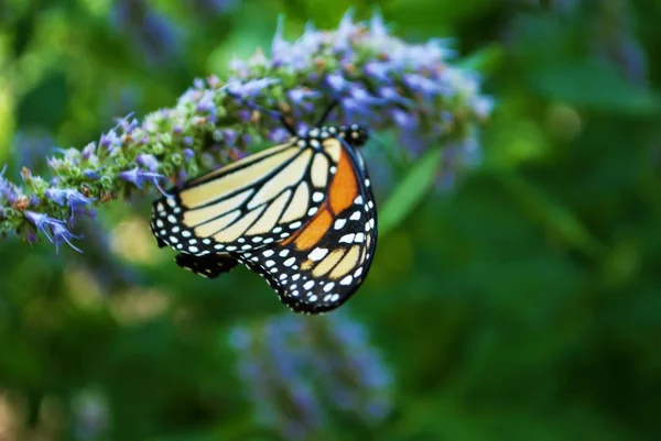 Mariposa Monarca Con Ala Rota Sobre Una Flor Azul Verónica — Foto de Stock