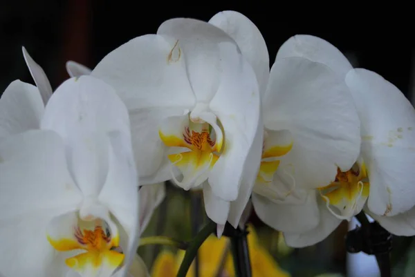 Закрытие Цветка Орхидеи Несколькими Цветами — стоковое фото