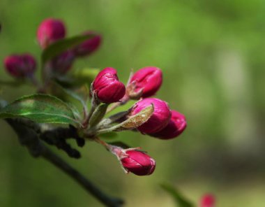 Pembe kiraz çiçeklerini ve tomurcuklarını kapat.