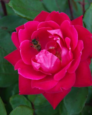 Dolu bir yaban arısı Parlak ve canlı bir çiçekte