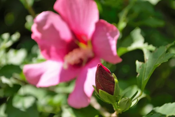 Rosa Sharon Brote Flor Arbusto — Foto de Stock