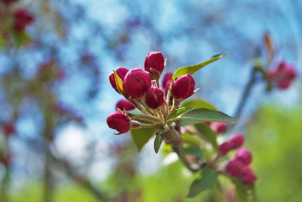 Gros Plan Fleurs Bourgeons Roses Cerisier — Photo