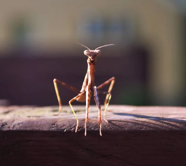 praying mantis hanging out on my fence in the backyard