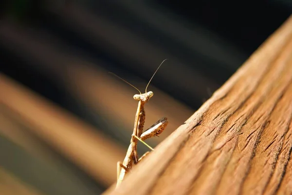 Priant Mantis Traîner Sur Clôture Dans Cour Arrière — Photo