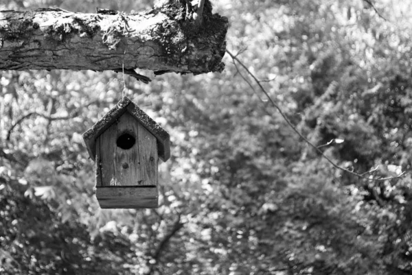 Nichoir Noir Blanc Suspendu Arbre — Photo