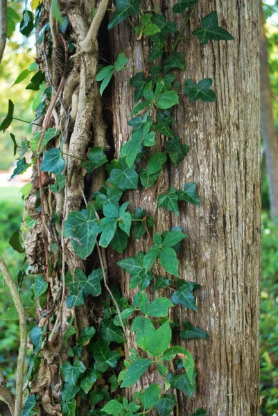 Tree Trunk Vines Ivy — Stock Photo, Image