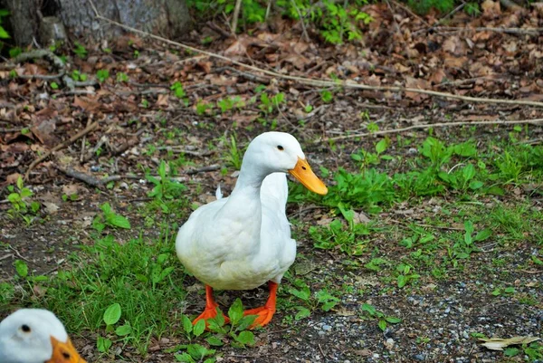 Blanco Pato Caminando Por Calle Parque — Foto de Stock