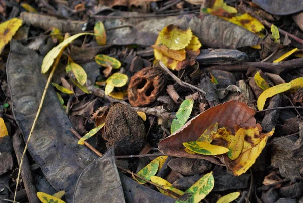 Sonbaharda yere düşen ölü laves dalları ve kırık ceviz parçalarının yukarıdan görünüşü