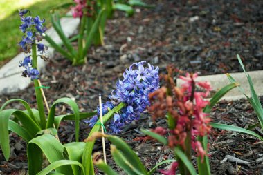Sümbül çiçeği sonbaharda ölüyor ve çürüyor.