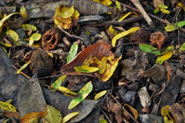 Sonbaharda yere düşen ölü laves dalları ve kırık ceviz parçalarının yukarıdan görünüşü