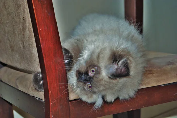 Itty Bitty Himalayan Gatito Jugando Una Silla — Foto de Stock