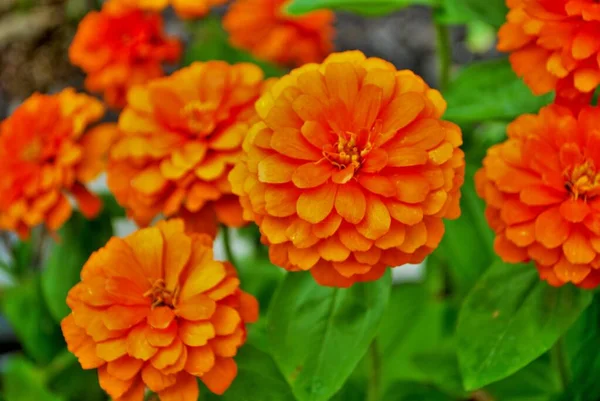 Πορτοκαλί Λουλούδια Magellan Zinnia Ανθίζουν Στον Κήπο — Φωτογραφία Αρχείου