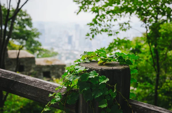 Namsan dağahşap çit üzerinde Yeşiller