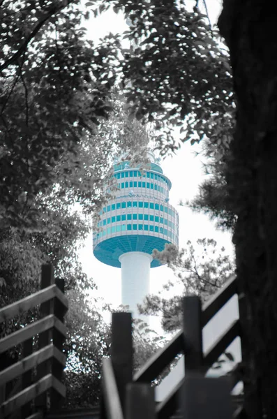 Namsan Kulesi'nin siyah beyaz orman içinde kapatılması