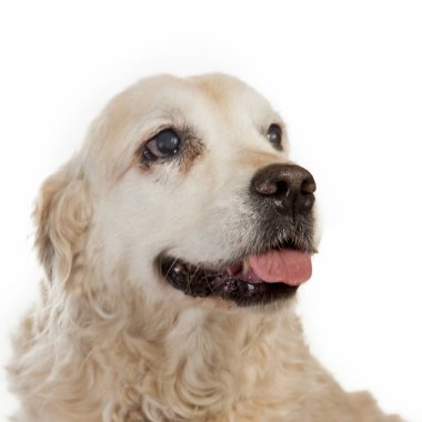 Eski bir kör golden retriever, onun gözlerinde katarakt portresi