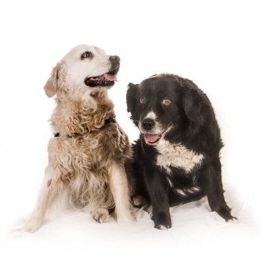 Eski bir kör golden retriever, onun gözlerinde katarakt portresi