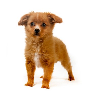 pomeranian köpek sevimli kabarık evde beslenen hayvan köpek yavrusu