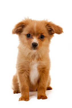 pomeranian köpek sevimli kabarık evde beslenen hayvan köpek yavrusu