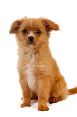 pomeranian köpek sevimli kabarık evde beslenen hayvan köpek yavrusu