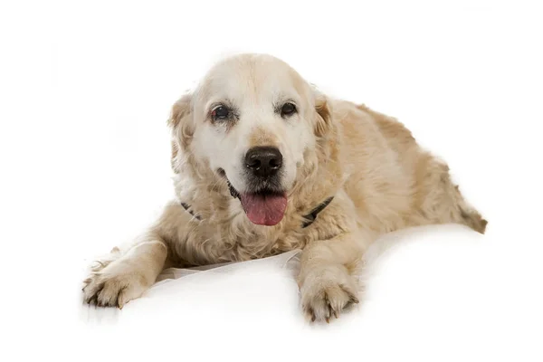 Portræt Gammel Blind Golden Retriever Grå Stær Øjnene - Stock-foto