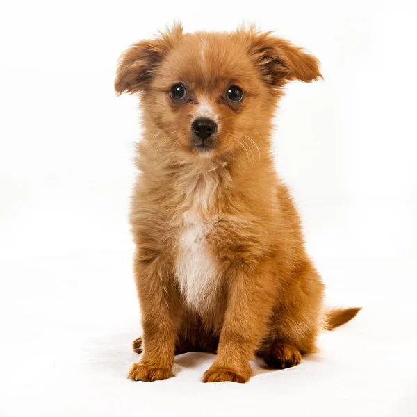 Cachorro Pomerania Perro Lindo Peludo Mascota — Foto de Stock