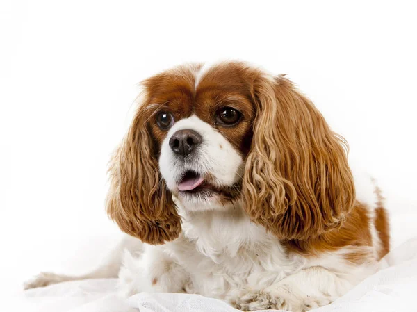 Retrato Estudio Sobre Fondo Blanco Dos Perros Rey Charles Spaniel — Foto de Stock