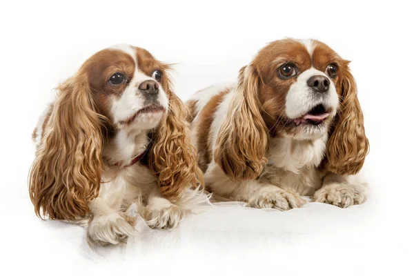 Studio Portrait White Background Two King Charles Spaniel Dogs Stock Picture