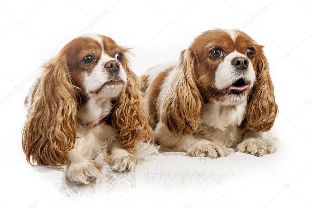 studio portrait on white background of two king charles spaniel dogs