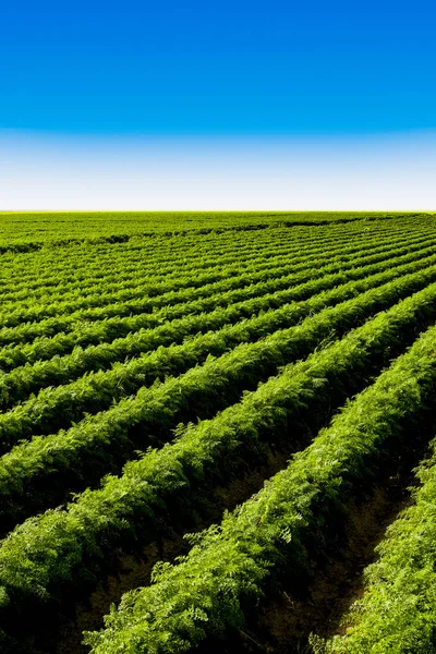 Campo Zanahoria Los Países Bajos Lleno Verduras Saludables —  Fotos de Stock