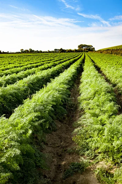 Campo Carote Nei Paesi Bassi Pieno Verdure Sane — Foto Stock