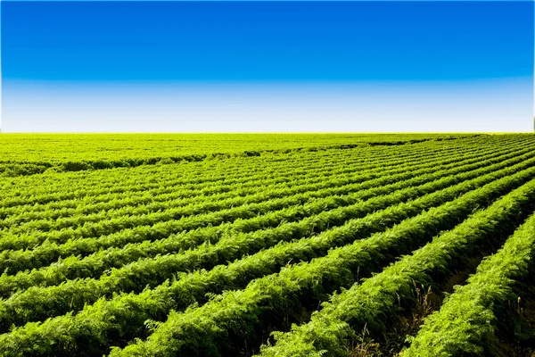 Wortel Gebied Nederland Vol Met Gezonde Groenten Stockfoto