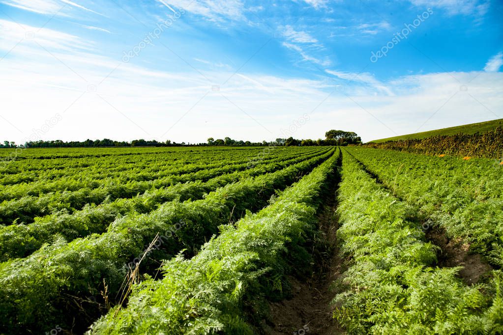 carrot field in the Netherlands, full of healthy vegetables