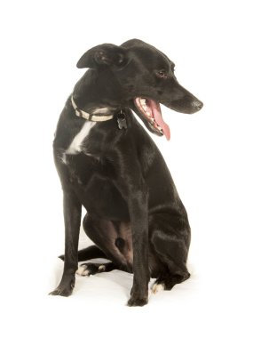 İspanyolca Podenco köpek, Portre Studio beyaz bir arka plan üzerinde