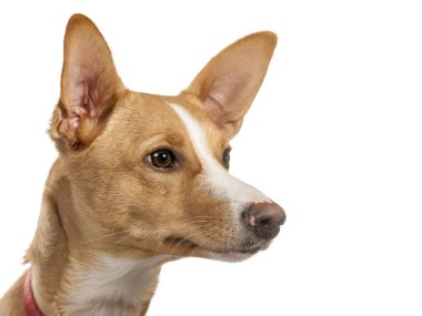 İspanyolca Podenco köpek, Portre Studio beyaz bir arka plan üzerinde