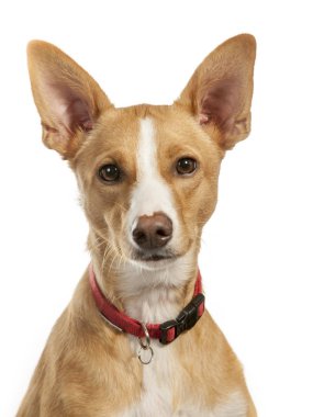 İspanyolca Podenco köpek, Portre Studio beyaz bir arka plan üzerinde