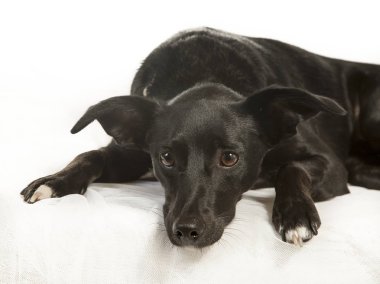 İspanyolca Podenco köpek, Portre Studio beyaz bir arka plan üzerinde